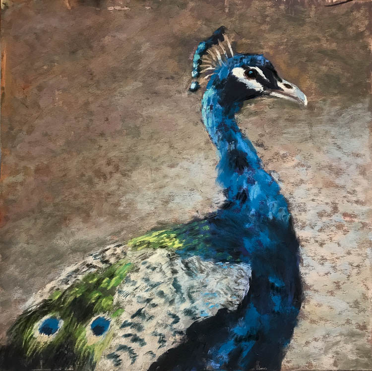 Pavo REal-Peacock