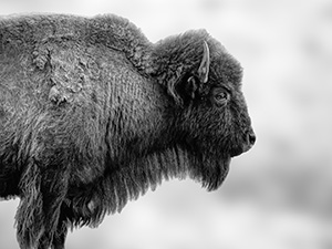 American Bison